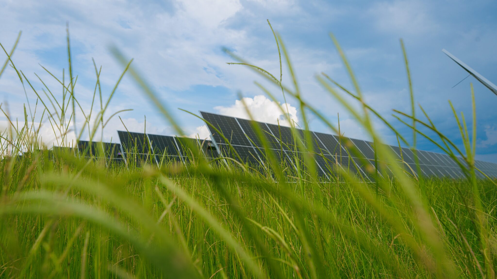 grass in front of solar panels during the day