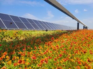 solar panels over a field of colorful orange and red flowers